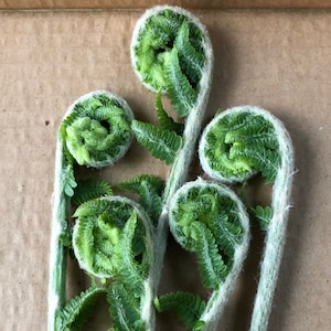 Cinnamon Fern 300 Spores/Seeds -Fiddlehead Fern