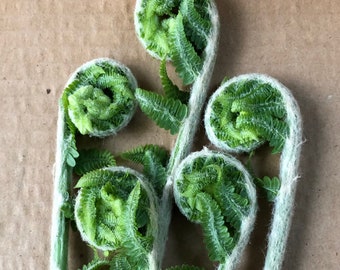 Cinnamon Fern 300 Spores/Seeds -Fiddlehead Fern