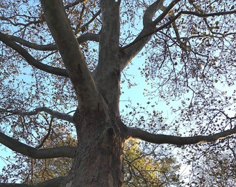 Sycamore Tree Bark Etsy