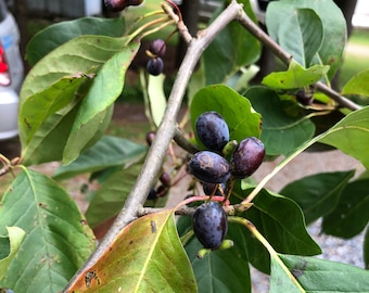 5 Tupelo Tree Seeds
