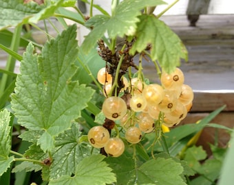 10+ Champagne White Currant Seeds