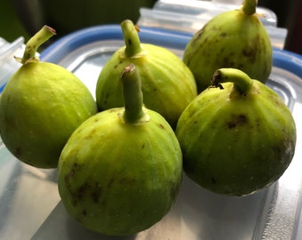 10+ Green Fig Seeds -