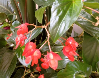 10+ Angel Wings Tuberous Begonia Seeds -Red & Pink Mix