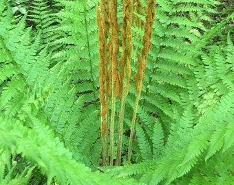 200 Cinnamon Fern Spores/Seeds -Fiddlehead Fern