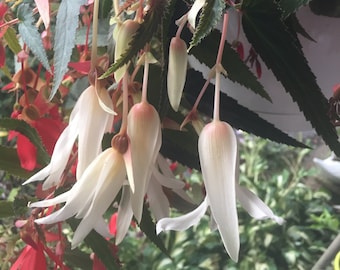10+ Ivory Angel Falls Tuberous Begonia Seeds