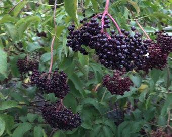 5 Black Elderberry Sambucus Nigra Cuttings -To Grow New Plant