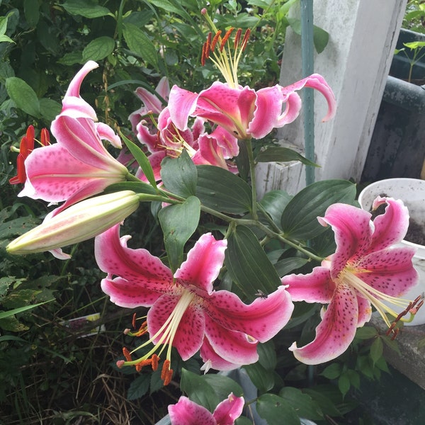 1 Star Gazer Lily Bulb -Perennial Flowering Lily