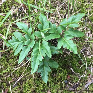 55 Cut-leaf Grape Fern Spores Seeds