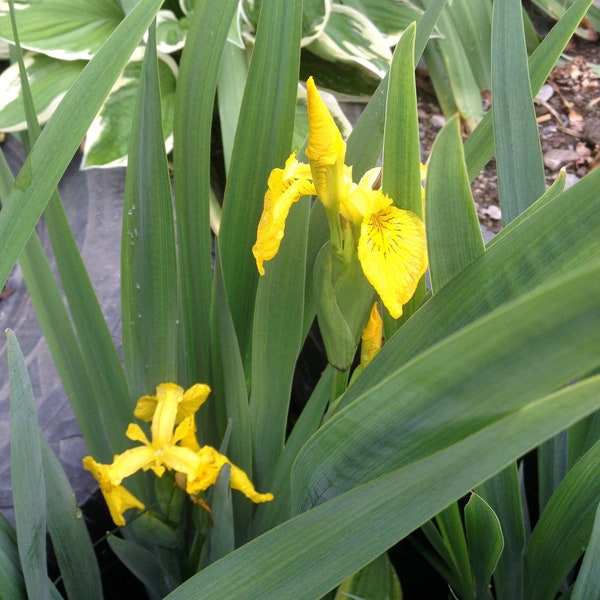 10 Yellow Flag Iris psuedocorus Seeds