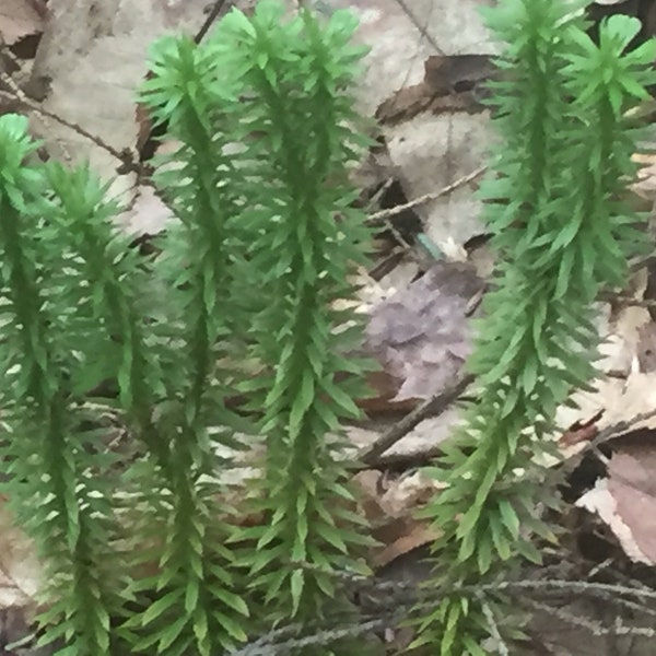 50 Shining Club Moss Spores