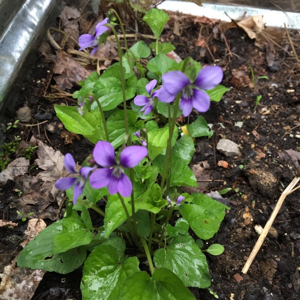 10+ Sweet Violet Seeds