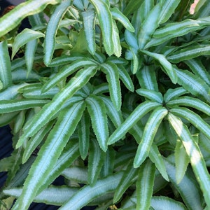Albo Pteris Ribbon Fern Spores 50+ (Seeds) Houseplant