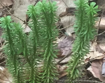 50 Shining Club Moss Spores