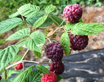 15 Purple Raspberry Seeds -rubus neglectus