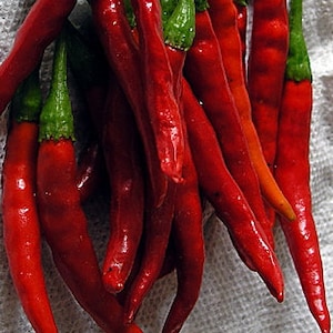 10 De Arbol Chili Pepper Seeds