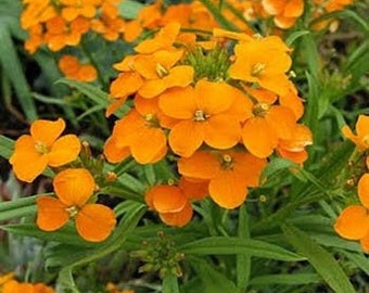 Deer Resistant Siberian Wallflower Plant Now 300 Fresh Seeds Deer Resistant Siberian Wallflower Plant Now 300 Fresh Seeds