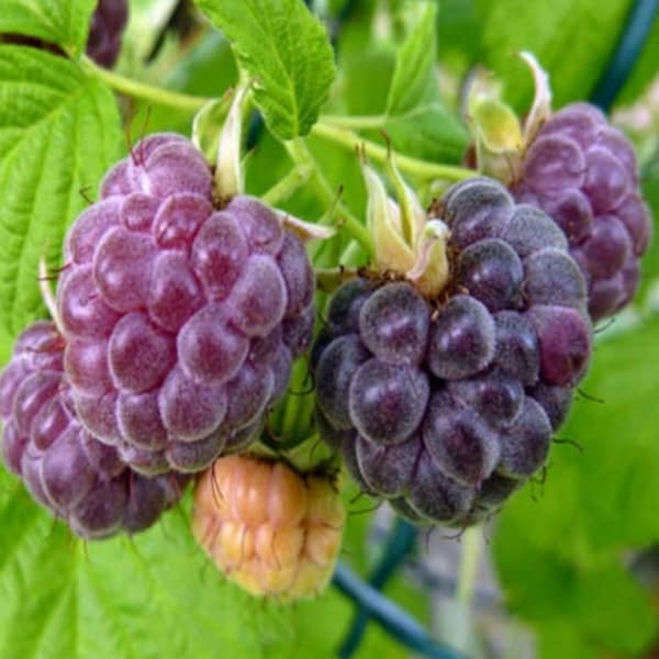 50 Purple Raspberry Seeds -rubus neglectus