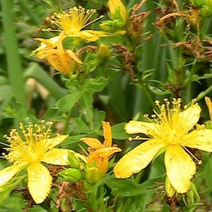 St John's Wort 10+ Seeds Hypericum perforatum