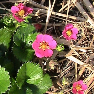 Fresa de Flor Roja (15 Semillas) - Variedad de Cesta Colgante de Producción Continua