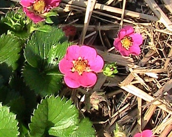 Red Flowering Strawberry 15 Seeds - Everbearing Hanging Basket Variety