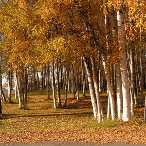 25 White Birch Seeds -Tree With White Bark