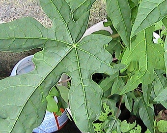 Carica Papaya 10 Seeds