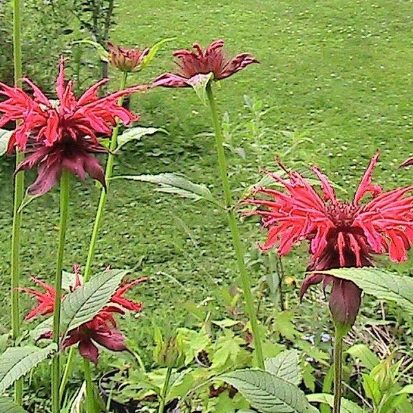 15 Semillas de Monarda de Bálsamo de Abeja Roja - Flores Perennes Rojas