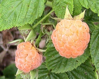 25 Fall Gold Raspberry Seeds