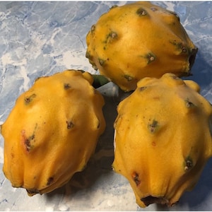 30+ Żółtych Nasion Pitahaya Dragonfruit - Słodki Miodowy Smak