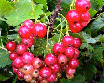 Perfection Red Currant 10+ Seeds
