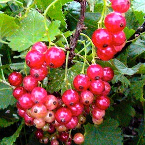 25 Perfection Red Currant Seeds
