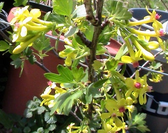 20 Gold Flowering Black Currant Seeds -Ornamental Flowers & Berries