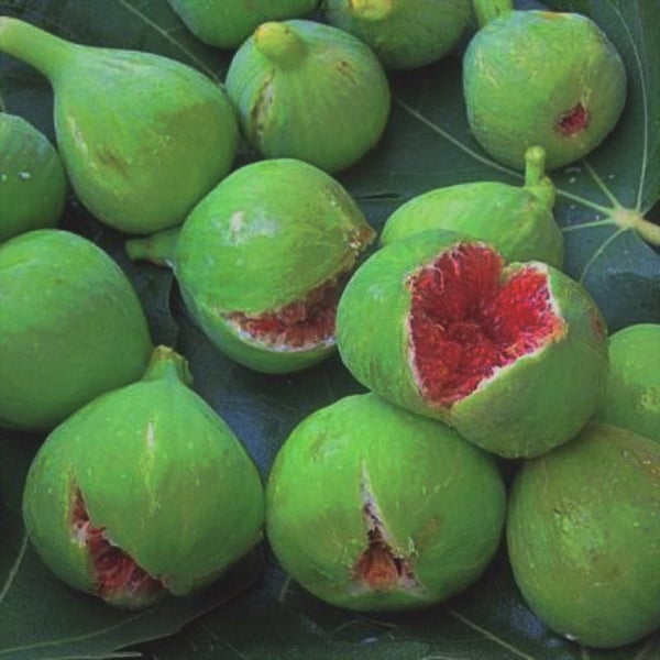 10 Honey Fig Seeds -