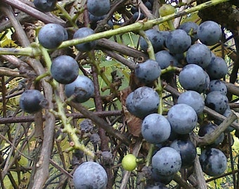 Summer Grape 5 Seeds  -Pennsylvania Heirloom