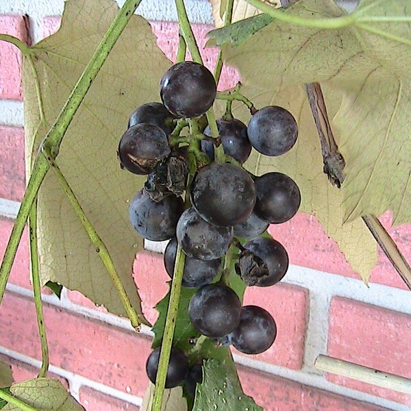 5 Fox Grape Seeds -Pennsylvania Grape Vine Zone 3 winterhart