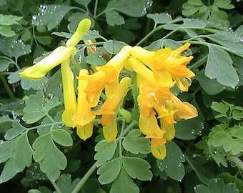 10 żółtych nasion kwiatów krwawiących serc - Corydalis Lutea