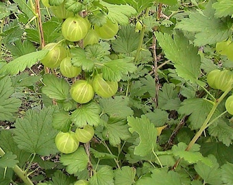 Más de 10 semillas de grosella espinosa verde: bayas para gelatina maravillosa y hojas para hacer té