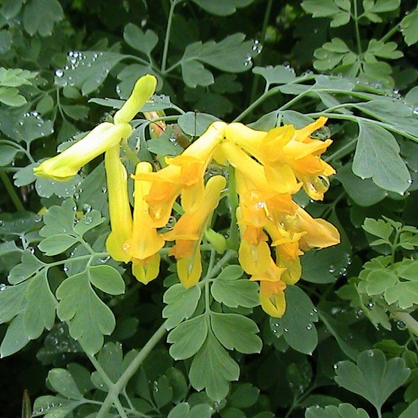 10 Yellow Bleeding Hearts Flower Seeds -Corydalis Lutea