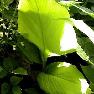 May include: A vibrant green plant featuring large, broad, smooth leaves with prominent veins. The foliage is illuminated by bright sunlight, creating high-contrast shadows across the surface. Small, delicate white flowers bloom on thin stems.