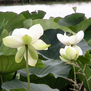 5 Lotus Nelumbo Samen - Gemischte Farben