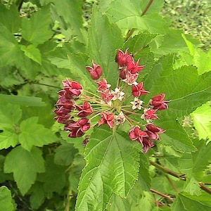 10+ Eastern Ninebark Seeds Light Green Foliage Shrub -Physocarpus