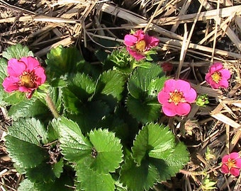 10 Red Flowering Strawberry Seeds -Everbearing