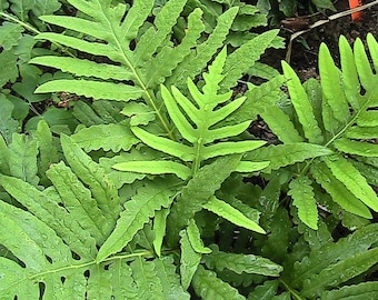 300 Sensitive Fern Spores/Seeds FiddleHead Fern