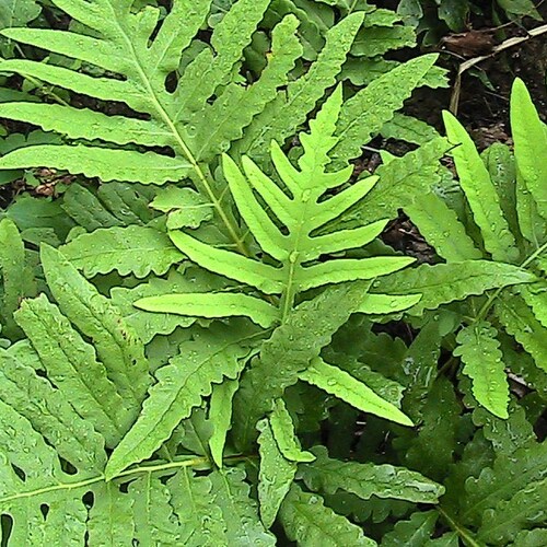 200 Cinnamon Fern Spores/seeds fiddlehead Fern Etsy