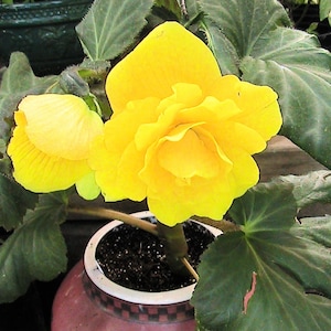 10+ Tuberous Begonia Seeds -Orange, Yellow, Red, & Pink Mix