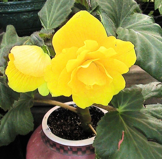 20 Tuberous Begonia Seeds Orange Yellow Red Pink Mix Etsy Singapore