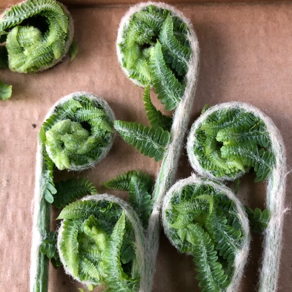 200 Cinnamon Fern Spores/seeds fiddlehead Fern Etsy