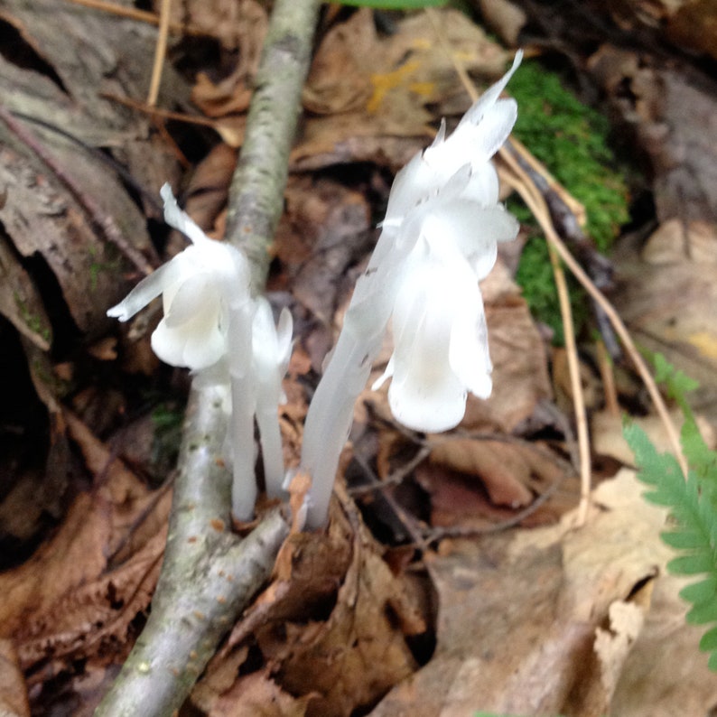 30 Ghost Plant Indian Pipe Monotropa uniflora Seeds Native