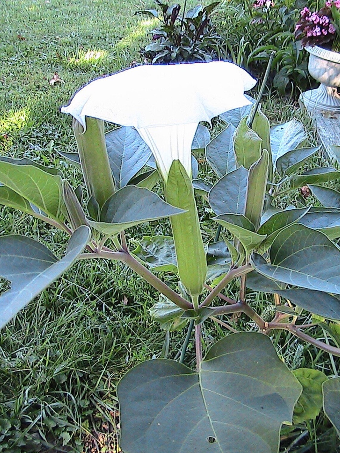 5 White Angel's Trumpet Seeds Perennial Trumpet Flower. Etsy