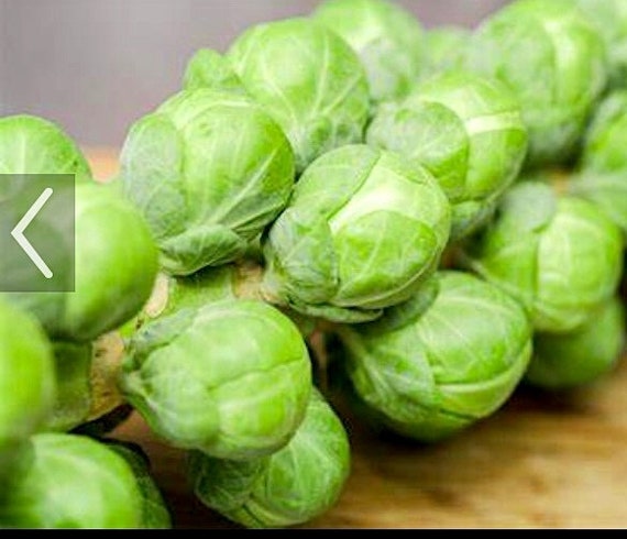 10pcs imported vegetable Seeds Brussel Sprouts 